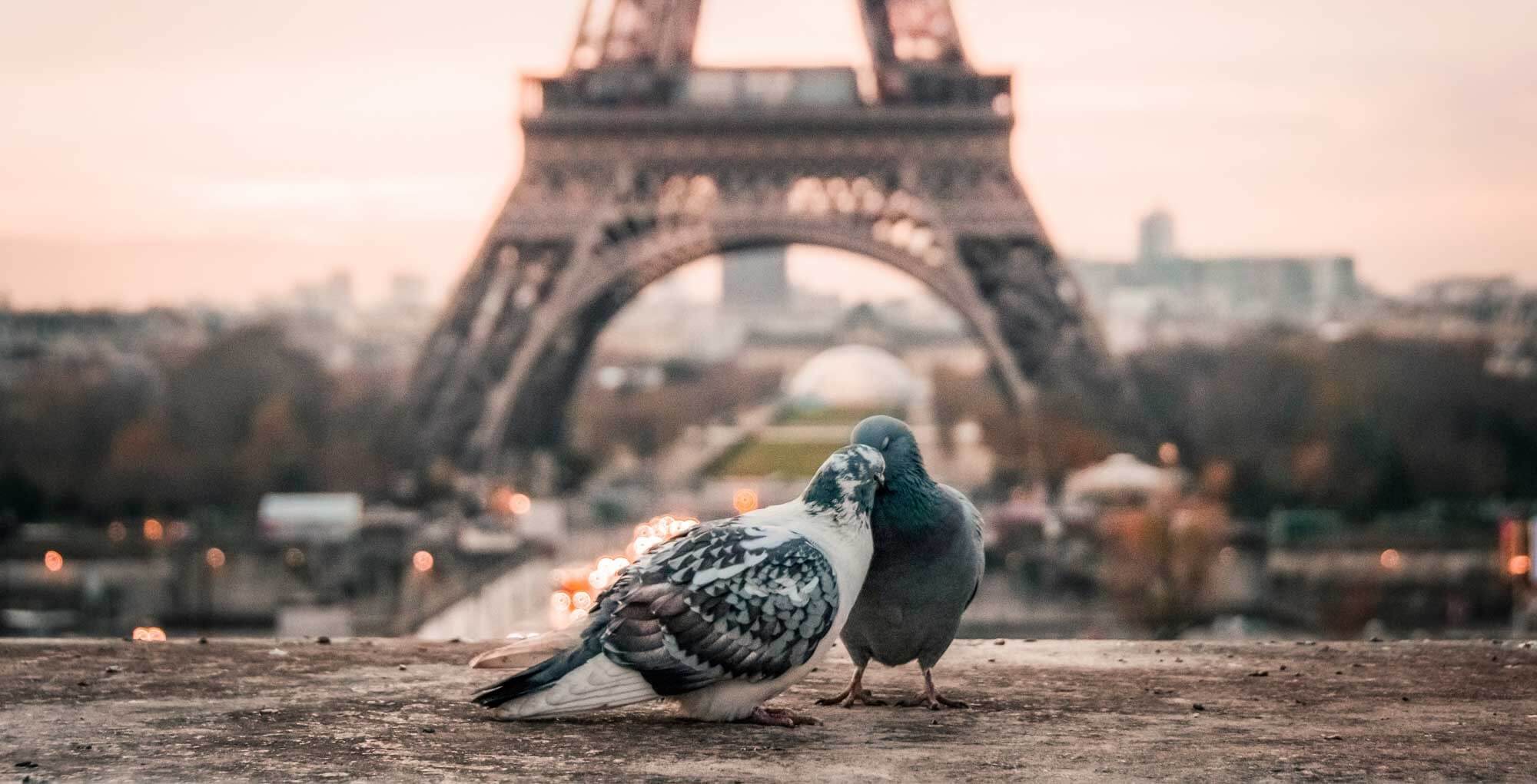 Spread Love & French culture